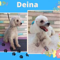 Peluquería canina a domicilio