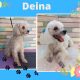 Peluquería canina a domicilio